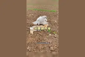 游隼捕猎野兔 游隼是对付野兔最有效的的武器，野兔根本无法逃脱#神奇动物在抖音#解说版动物世界#内容启发搜索 #看动物世界品百味人生 #国外合法狩猎视频封面