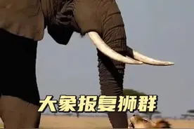 大象报复狮群 狮群捕猎了小象，大象的报复让它们付出惨痛的代价#动物战力大比拼 #看动物世界品百味人生 #内容启发搜索 #神奇动物在这里 #动物世界视频封面