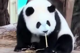 奇三妹儿果然不简单，现在就连乃成也焦麻了～#大熊猫奇三妹