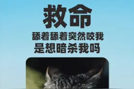猫奇怪脑回路解读之：舔着舔着突然咬你的底层逻辑 #家猫行为学观察#猫咪的迷惑行为