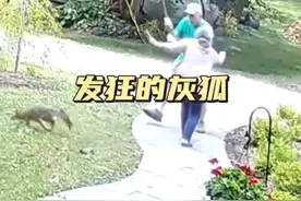 发狂的灰狐 感染狂犬病毒的灰狐狸实在太疯狂了，竟然去袭击人类，实在令人难以置信#神奇动物在抖音#发狂的狐狸#灰狐#解说版动物世界#哪些动物会携带狂犬病毒 #狂犬病毒视频封面