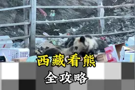 西藏看熊全攻略（避熊反之）#318川藏线 #西藏 #藏马熊#露营视频封面
