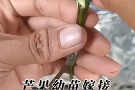 芒果胚芽苗嫁接操作技术以及优缺点讲解 #果树嫁接 #抖音助农 #嫁接技术分享 #内容启发搜索 #芒果嫁接视频封面