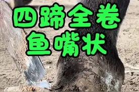 鱼嘴状、4蹄卷一圈！ 土驴年久失修4腿肿胀，蹄壳个个卷一圈，难怪毛驴不上膘，快刀切下犹如切萝卜，脚底放平立马得劲了！#三农 #农村生活 #毛驴修蹄 #解压 #新农人计划2025