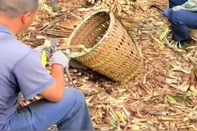 #江西小竹笋主要产于江西，尤其是乐安县，这里的小竹笋鲜嫩脆爽、清香自然，以下是关于江西小竹笋的介绍：   生长环境   - 气候：江西气候温暖湿润，雨量充沛，这种气候条件为小竹笋的生长提供了充足的水分和适宜的温度，有利于竹笋的快速生长和发育。   - 土壤：江西多红壤和黄壤林地，土壤肥沃，富含各种矿物质和微量元素，能够满足小竹笋生长过程中对养分的需求。   - 地形地貌：江西多山区，山区的小气候特征明显，昼夜温差较大，有利于小竹笋积累营养物质，同时山区的地形也为小竹笋的生长提供了良好的排水条件。   营养价值与功效   - 营养丰富：含有丰富的蛋白质、氨基酸、脂肪、糖类、钙、磷、铁、胡萝卜素、维生素B1、B2、C等营养成分，其中多种维生素和胡萝卜素含量比大白菜含量高一倍多。   - 药用功效：中医认为竹笋味甘、微寒，无毒，在药用上具有清热化痰、益气和胃、治消渴、利水道、利膈爽胃等功效，尤其是江浙民间以虫蛀之笋供药用，名“虫笋”，为有效之利尿药。   产业发展   - 种植规模：以乐安县为例，当地森林覆盖率达70.43%，有40万亩毛竹林，2023年竹笋年产量30万吨。   - 加工企业：乐安县高标准建成省内首个以竹笋为主的森林食品产业园，已经集聚本土竹笋加工企业10余家，竹笋产品种类已有100余种。   - 销售市场：江西小竹笋形成了“买全国、卖全球”的产业格局，产品远销欧洲、日本、东南亚等20多个国家和地区。   食用方法   - 鲜食：可将新鲜的小竹笋直接蒸煮后食用，能品尝到其原汁原味，鲜嫩脆爽。也可与肉类、蔬菜等搭配炒制，如竹笋炒肉、竹笋炒青菜等，增添菜肴的鲜美口感。   - 制成笋干：将小竹笋经过晾晒、压制、熏蒸等多道手工技艺制成笋干，便于储存和运输。笋干可用来煲汤、炖肉，如笋干老鸭汤、笋干烧肉等，使其吸收肉类的油脂，味道更加浓郁。   - 加工成罐头：竹笋还可以加工成清水竹笋罐头、调味竹笋罐头等，开袋即食，方便快捷，是一种受欢迎的休闲食品和旅游食品。视频封面