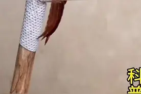 蜻蜓羽化全过程 #神奇动物在抖音 #奇妙的动物