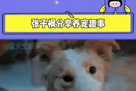 #张子枫分享养宠趣事 没想到狗狗间的占有欲也那么强#电影我会好好的#张子枫视频封面