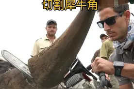 切割价值昂贵的犀牛角 #神奇动物在抖音 #野生动物零距离视频封面