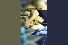 海龟误食了一枚硕大的鱼钩 #野生动物零距离 #万物皆有灵性