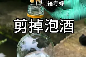 用福寿螺泡酒 #清理福寿螺 #福寿螺的危害有多大 #福寿螺