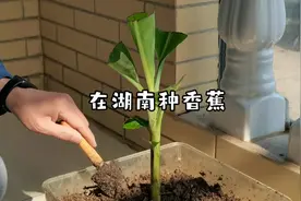 湖南到底能否种香蕉，我给你们测试一下，以前我们这也有芭焦