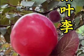 紫叶李又名红叶李，果实能吃吗？#紫叶李#红叶李 #植物科普