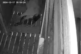 下仔全过程#小羊羔 #监控下的一幕 #放羊人