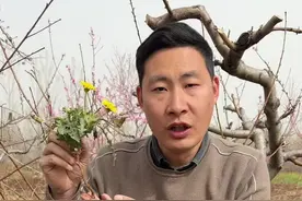 蒲公英也叫尿床草、婆婆丁，像这样野生的蒲公英，大家有见过吗#植物科普 #蒲公英 #科普@抖音短视频