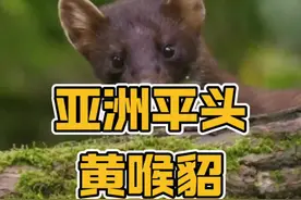 黄喉貂的战斗力属于什么水平#野生动物零距离 #内容启发搜索