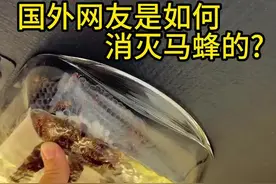 国外网友是如何消灭马蜂的？ #科普 #冷知识 #马蜂视频封面