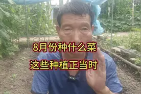 8月份种什么菜？这些蔬菜正是种植好时候，别错过 #上热门