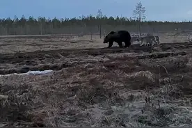 这就是狼子野心！饿疯了的狼群盯上了棕熊…… 棕熊：多看一眼都算我输！在绝对的实力面前，一切都是浮云。所以，兄弟，生活再难，也要自强！#熊出没 #狼来了