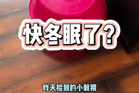 昨天捡到的小刺猬今天可以自己吃饭了，冬眠之前给它养的胖胖的，就不会醒不过来了😂#非洲迷你刺猬