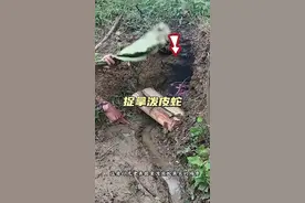 捉拿泼皮蛇 泼皮蛇伤害家畜，村民想方设法把它抓住了#解说版动物世界#内容启发搜索#看动物世界品百味人生 #野生动物零距离