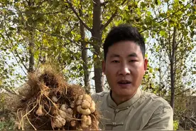 采收民间常见的洋姜 洋姜的学名叫菊芋，有的地方也叫它鬼子姜、姜不辣，不知道大家又是怎么叫它的呢？#你的家乡有这种植物吗 #植物科普 #洋姜 #菊芋视频封面