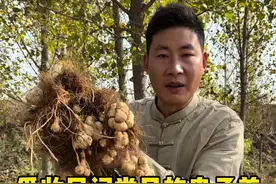 采收民间常见的洋姜 洋姜的学名叫菊芋，有的地方也叫它鬼子姜、姜不辣，不知道大家又是怎么叫它的呢？#你的家乡有这种植物吗 #植物科普 #洋姜 #菊芋视频封面
