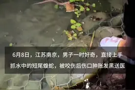 男子好奇伸手抓路边水池的短尾蝮蛇，被咬伤后伤口肿胀发黑视频封面