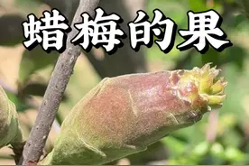 蜡梅的果子你有见过吗？造型实在太奇特了，里面种子没成熟的时候像松子仁，成熟后像蟑螂卵鞘。可不能吃哦，因为它又叫土巴豆！#蜡梅果 #蜡梅 #春日盛放 #自然奇境科普季 #植物科普视频封面
