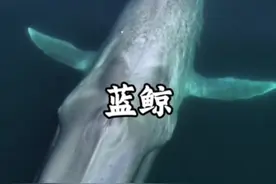 世界上最大的动物蓝鲸#蓝鲸 #内容启发搜索