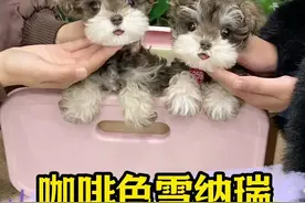 梅拉德色系的雪纳瑞你们见过吗，竟然还是双胞胎～别看憨憨的跑起来可会撒娇求抱抱了#雪纳瑞 #咖啡色雪纳瑞#萌宠日常记录 #阔爱炸了 #谁能拒绝呆萌的玩偶视频封面