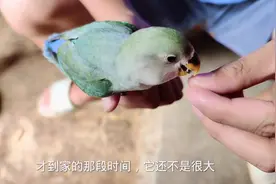 家里养个这家伙还挺好玩的#农村萌宠 #神奇动物在抖音