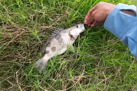 拒绝活体泥鳅，娱乐不需要太多鱼获#3男子因用活体泥鳅钓鱼被抓