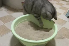 由于猫砂断了两天，给宠物猫挖了一盆沙子，充当猫砂，谁承想视频封面