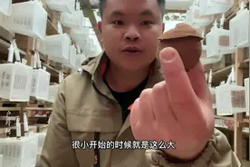 马蜂养殖的过程， #马蜂养殖技术分享 #马蜂养殖 #马蜂窝