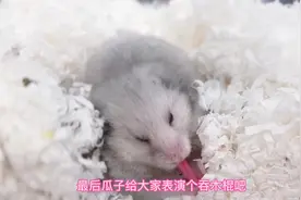 小家伙们会吃东西啦！居然吃粑粑！#养鼠日常分享 #金丝熊