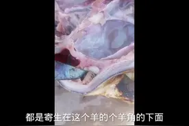 羊脑壳里砍出7条虫，以后你还敢吃羊头吗视频封面