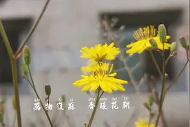 拍花的运镜技巧图片