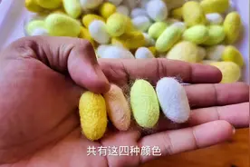 彩色蚕丝养殖第三十天#农村萌宠 #神奇动物在抖音 #饲养员日常视频封面