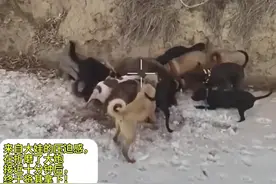 大娃封神战之一#头狗#重托犬 #大娃#西北刀客视频封面