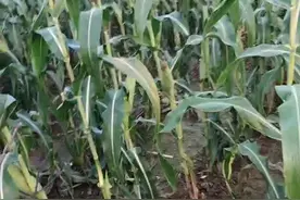 我是浙江省台州市仙居县，我们家乡很美丽，在抖音里面兄弟姐妹们