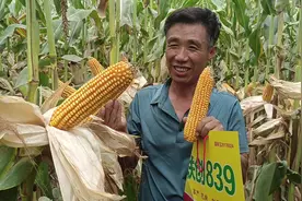 联创839:玉米中的高产王视频封面