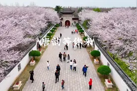 许昌鄢陵.唐韵樱花园，灿若云霞的樱花落入人间三月天视频封面