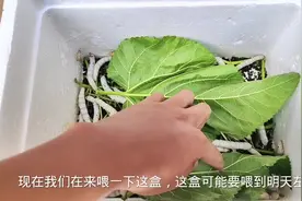 彩色蚕丝养殖第二十五天#农村萌宠 #蚕宝宝成长记 #养蚕日记视频封面