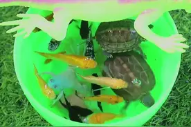 适合在小鱼缸里饲养的迷你小金鱼，你们知道奶油花纹的是什么鱼吗视频封面