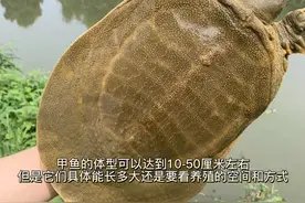 甲鱼可以活多少年，甲鱼可以活多久#养龟日常 #龟龟🐢 #草龟视频封面