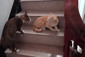 快把这声音放给你家猫🐱听保证它立马会炸毛😱😱😱