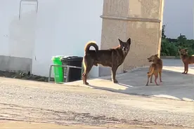 细品江浙系老版本土狗#萌宠出道计划 #喜欢中华田园犬请关注视频封面