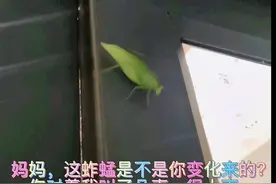 妈妈，是你回来了吗？你对我叫的这几声是在唤我吗？ 妈妈视频封面