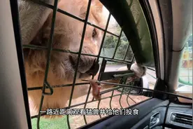 距离平顶山一个半小时车程的银基动物王国，太好玩啦#平顶山视频封面