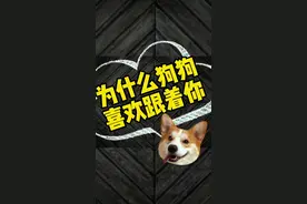 狗狗为什么总是跟着你，你知道吗#狗#萌宠视频封面